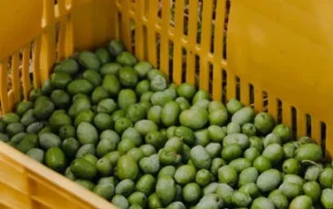 d6f4499d-b127-4731-9081-b9649183f429-rlr0923ruhph9ajmntbs33up2td7jvgcwgd387o4se.webp